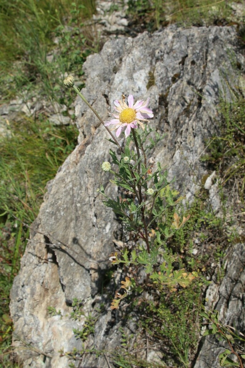 Chrysanthemum sinuatum photo 8
