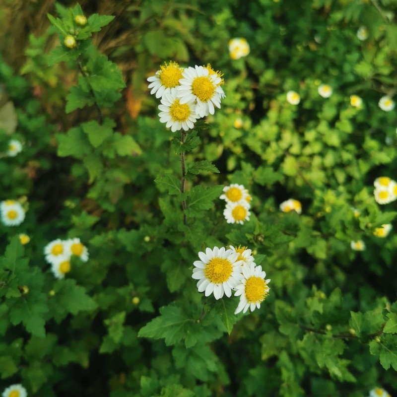 Chrysanthemum vestitum photo 2