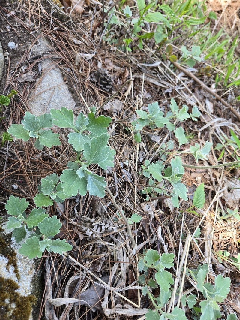 Chrysanthemum vestitum photo 3