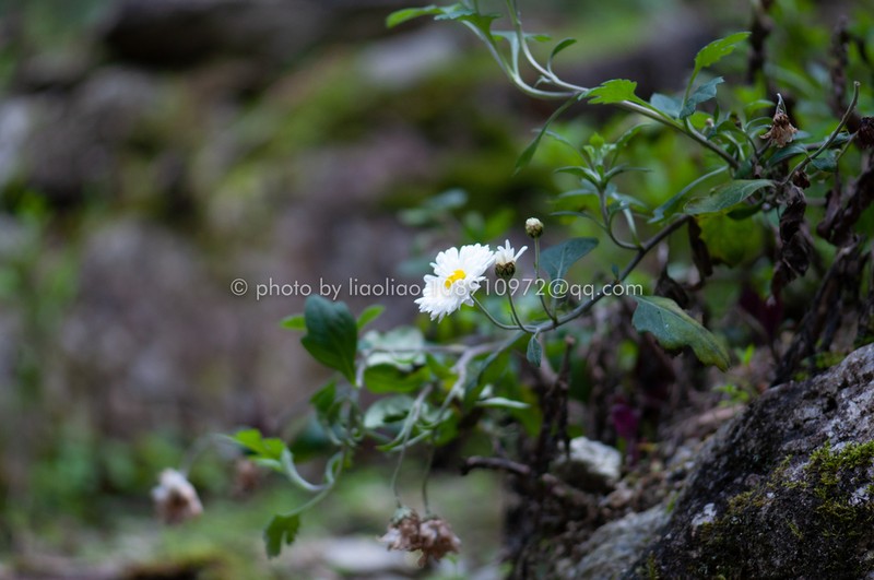 Chrysanthemum vestitum photo 4
