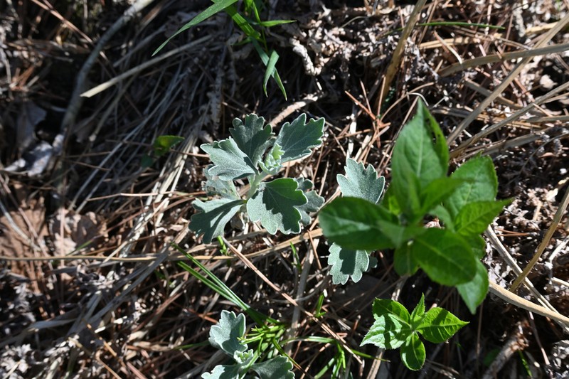 Chrysanthemum vestitum photo 5