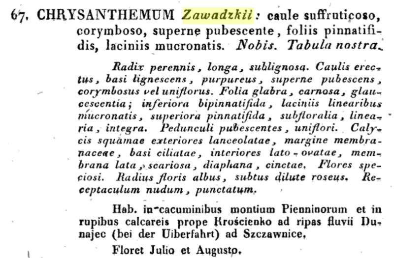 Chrysanthemum zawadzkii