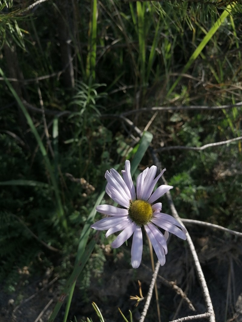 Chrysanthemum zawadzkii photo 2