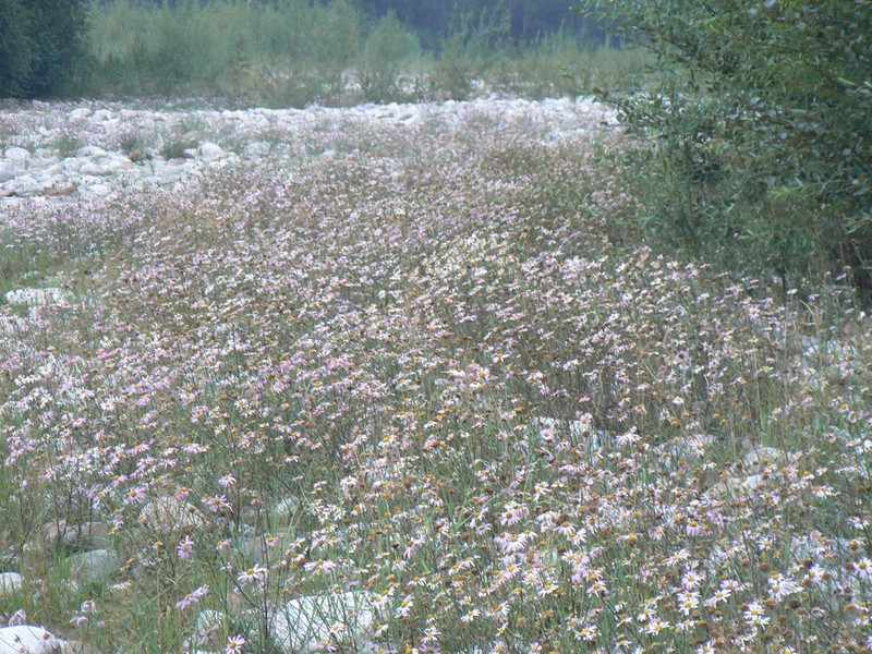 Chrysanthemum zawadzkii photo 4