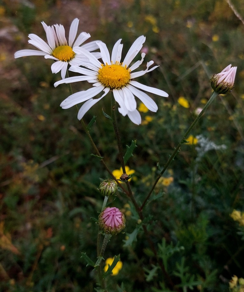 Chrysanthemum zawadzkii photo 8