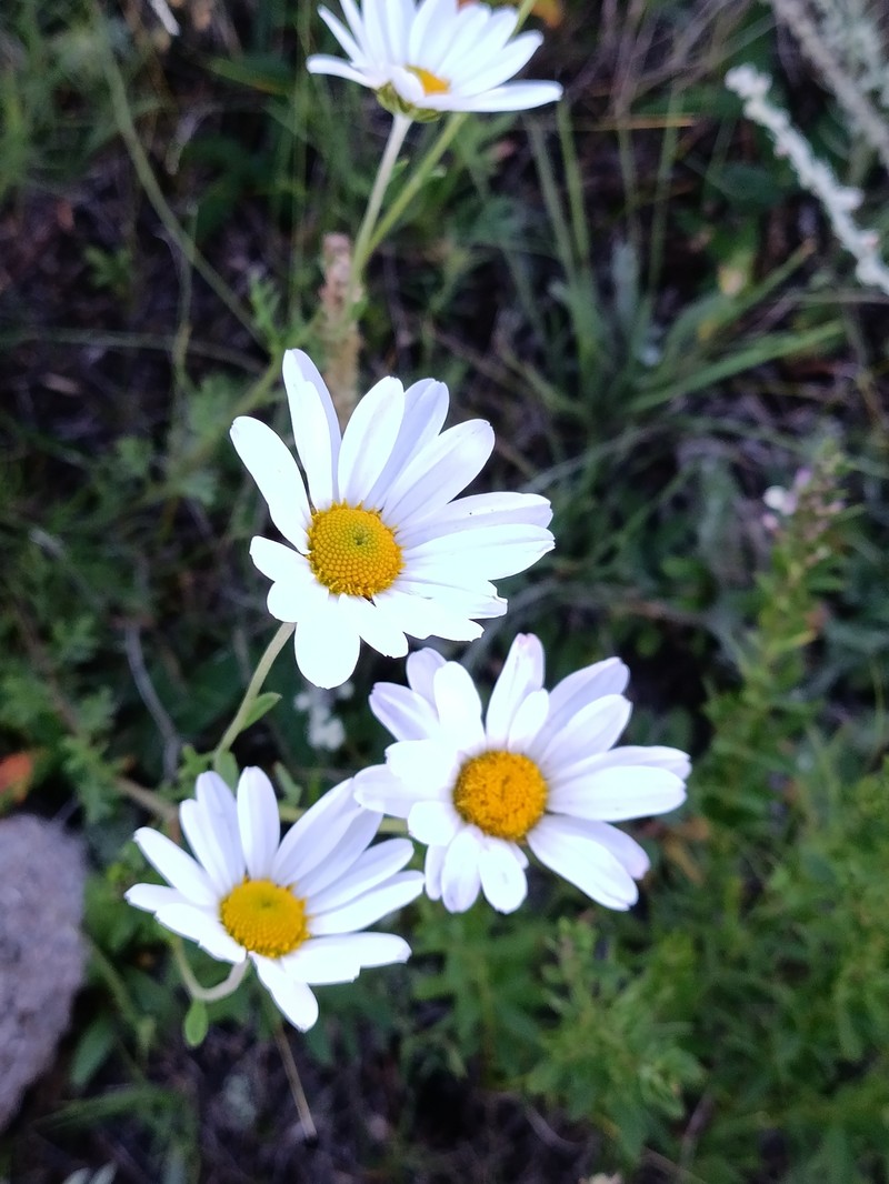 Chrysanthemum zawadzkii subsp. peleiolepis