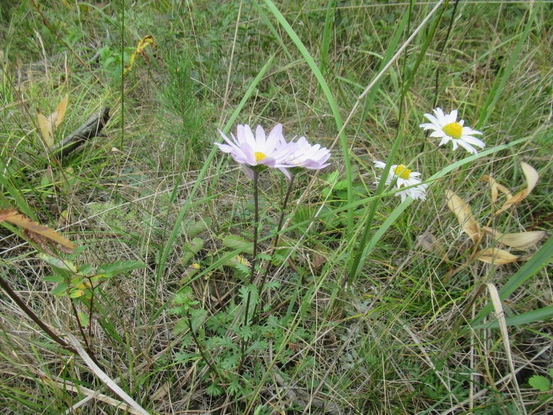 Chrysanthemum zawadzkii subsp. peleiolepis photo 2