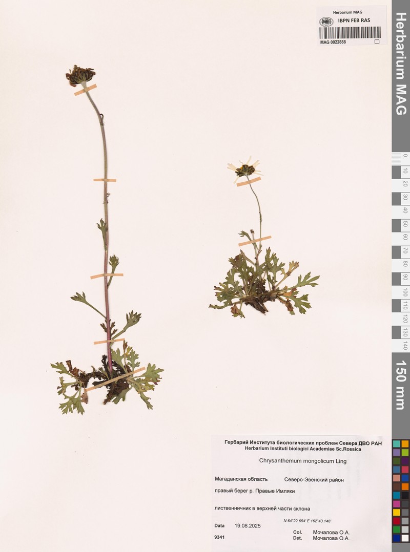 Chrysanthemum zawadzkii subsp. peleiolepis photo 3