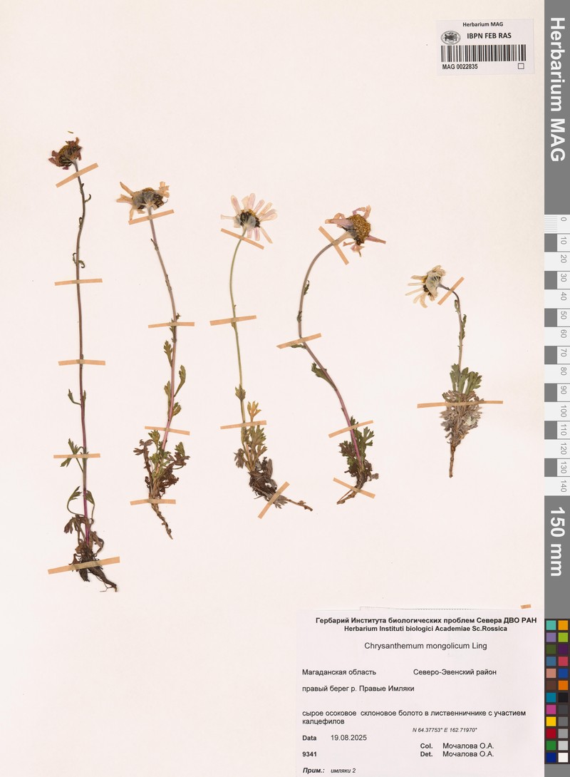Chrysanthemum zawadzkii subsp. peleiolepis photo 4