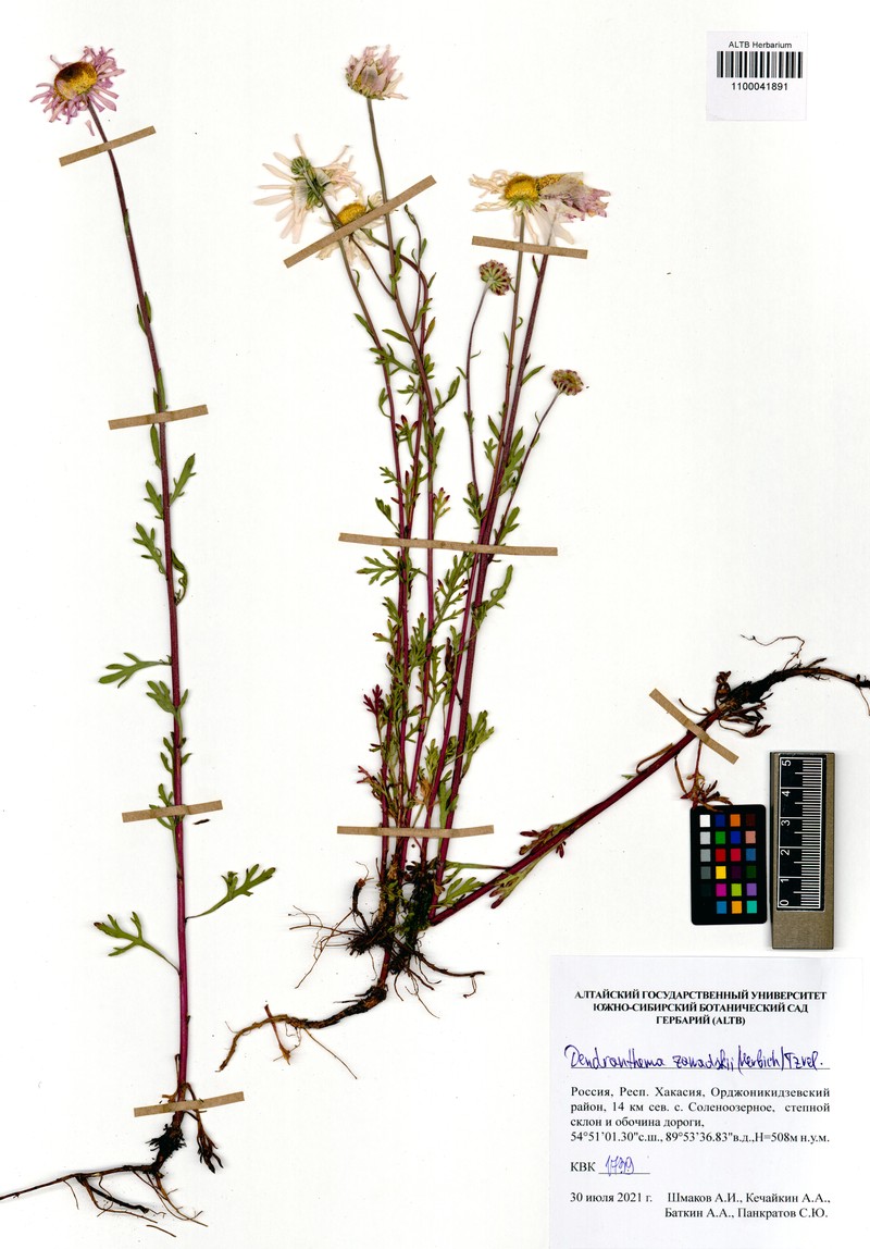 Chrysanthemum zawadzkii subsp. zawadzkii