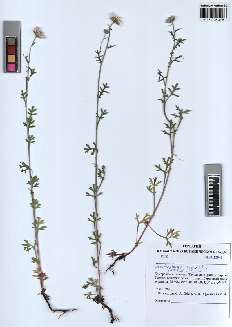 Chrysanthemum zawadzkii subsp. zawadzkii photo 2