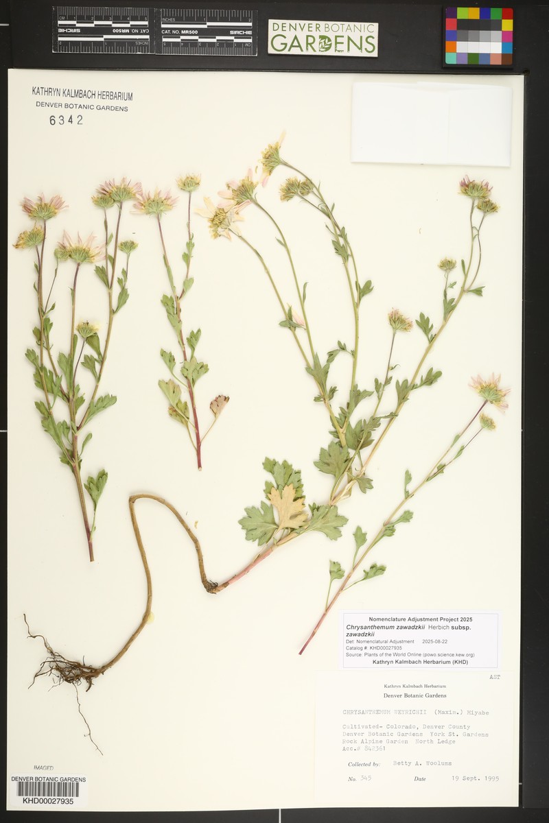 Chrysanthemum zawadzkii subsp. zawadzkii photo 3