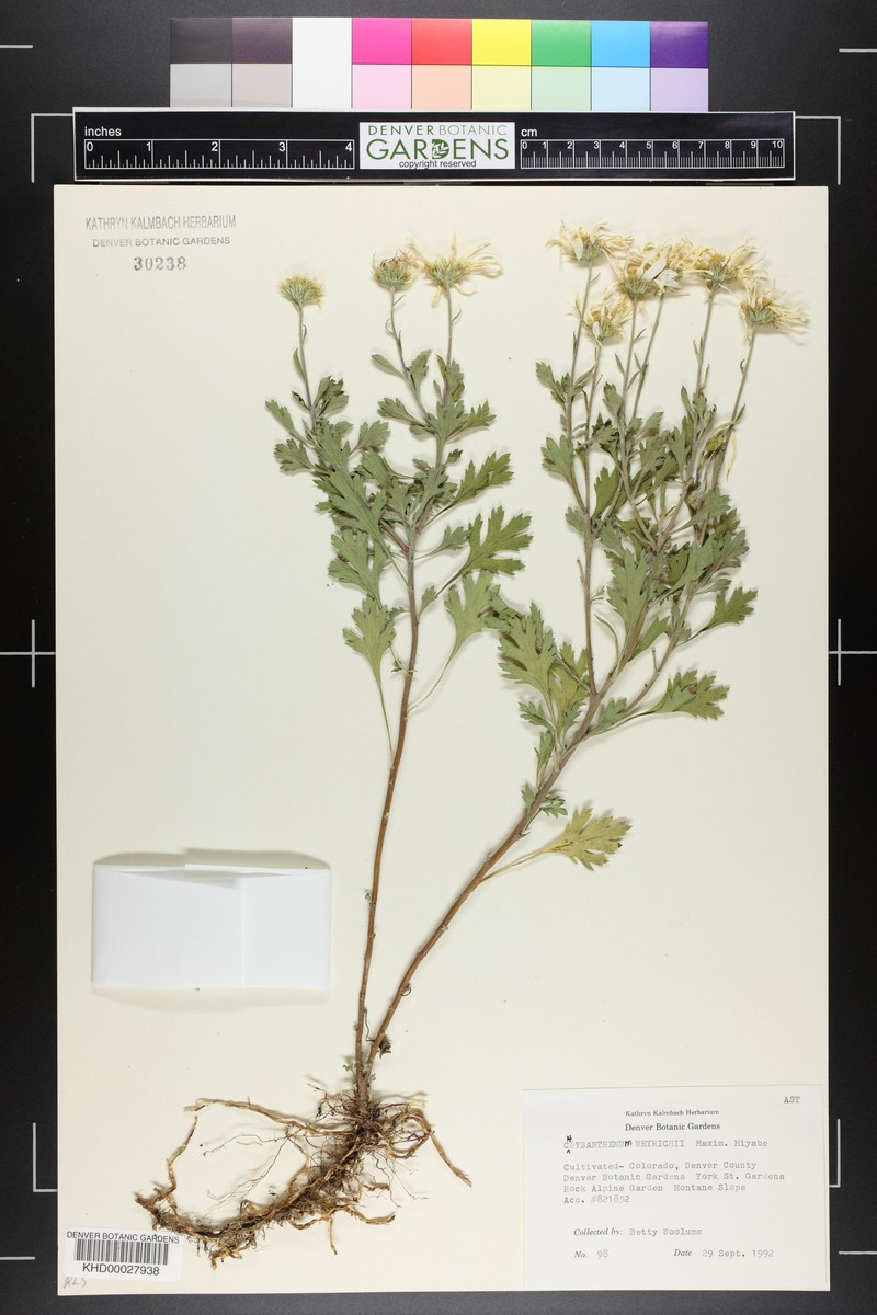 Chrysanthemum zawadzkii subsp. zawadzkii photo 4