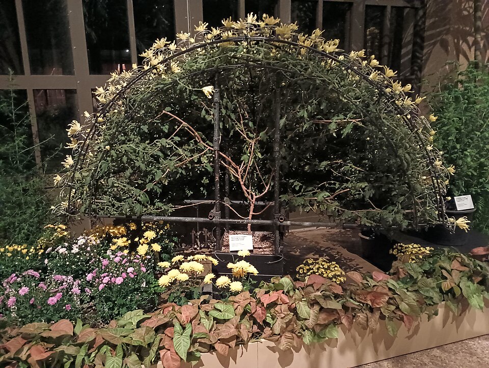 Florist's Daisy photo 3