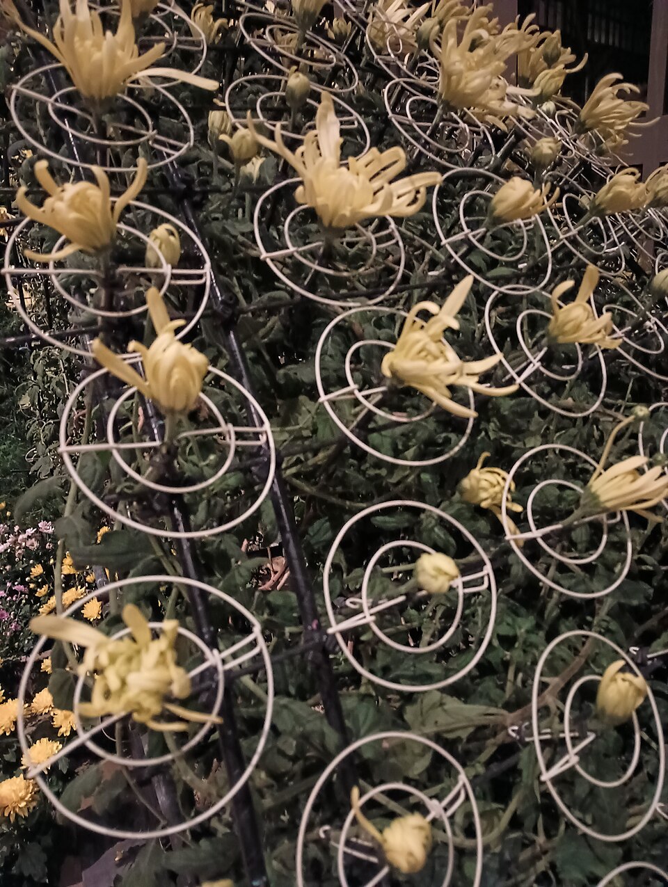 Florist's Daisy photo 5