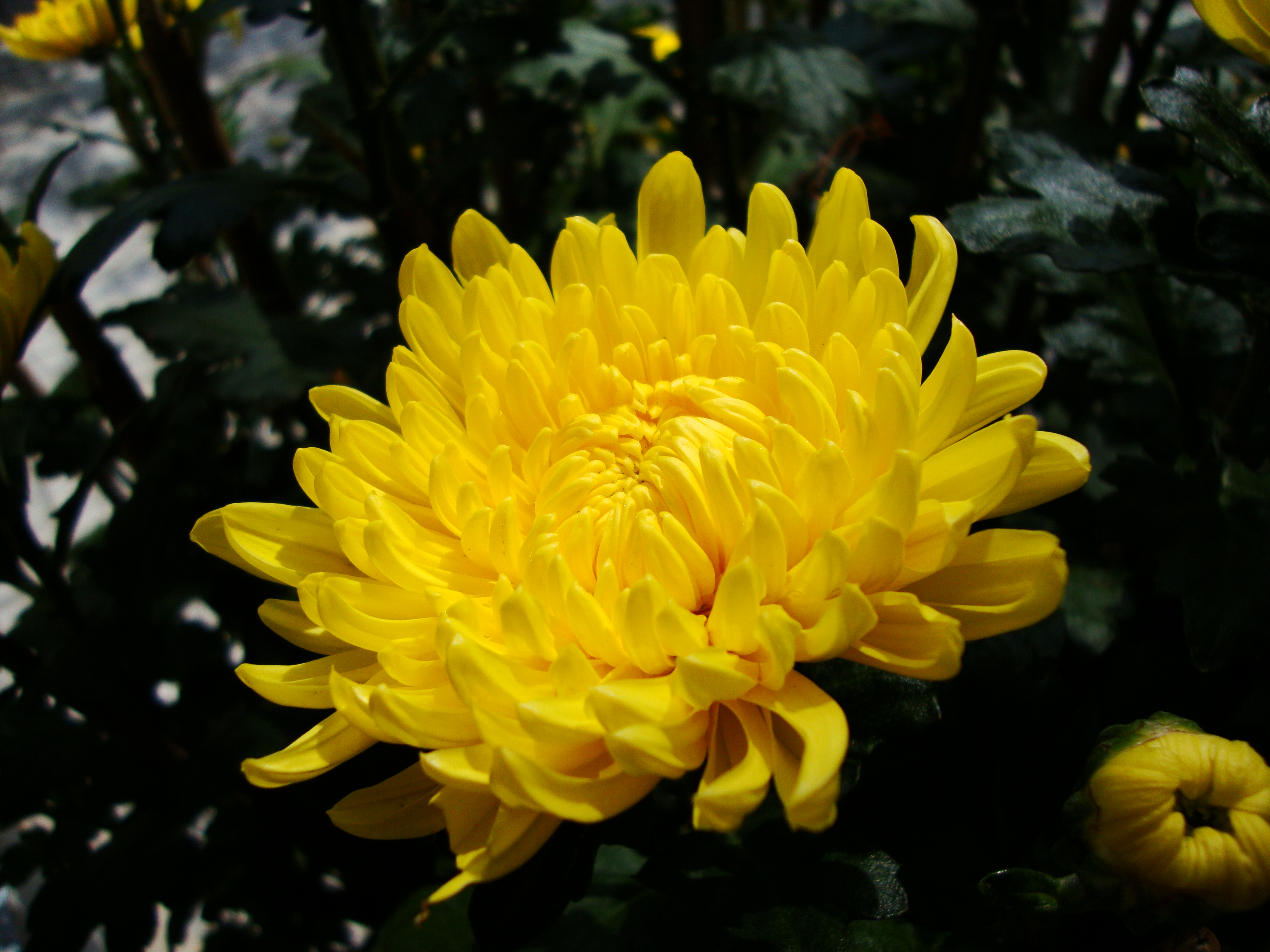 Florist's Daisy photo 6