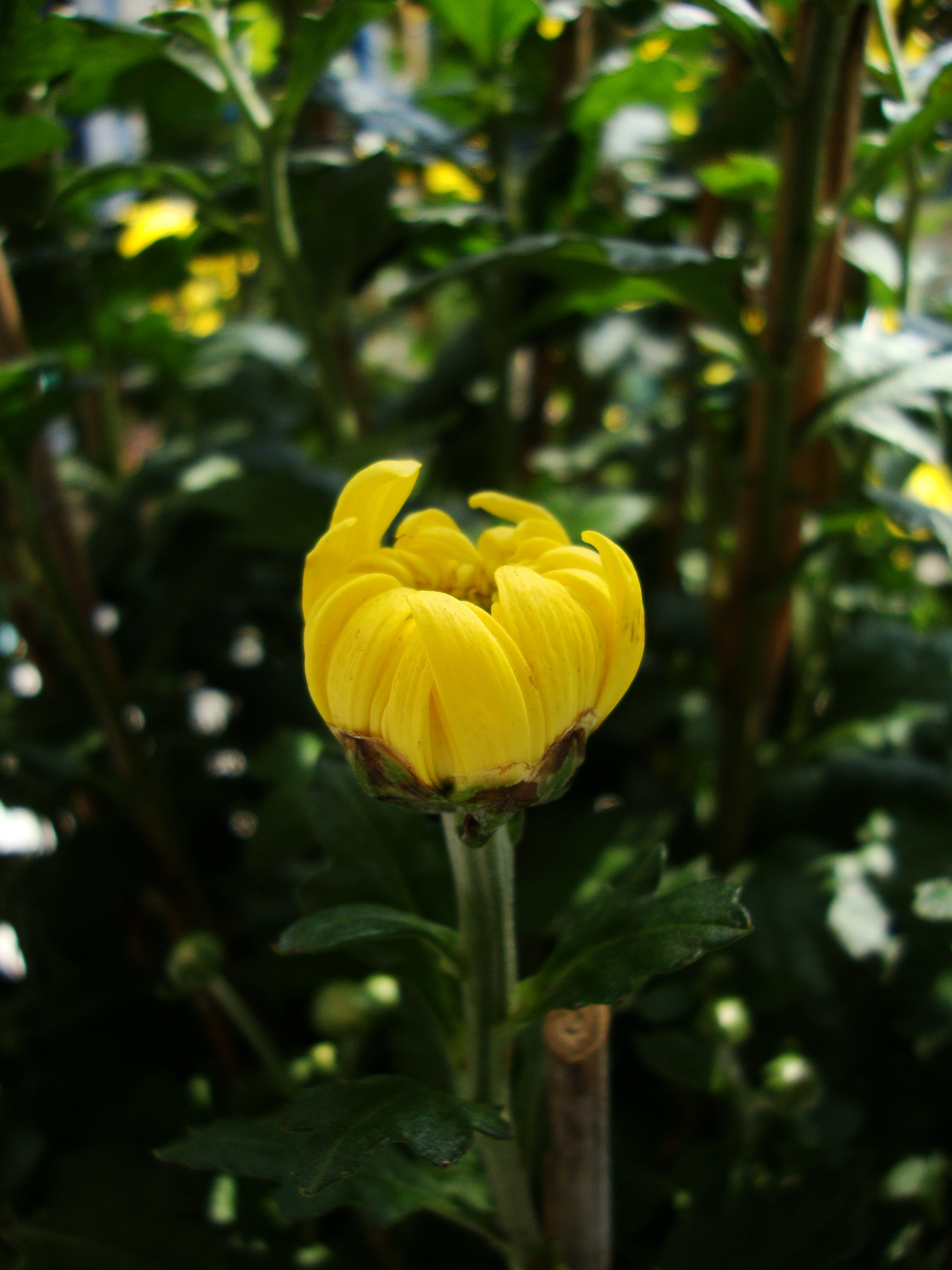 Florist's Daisy photo 7