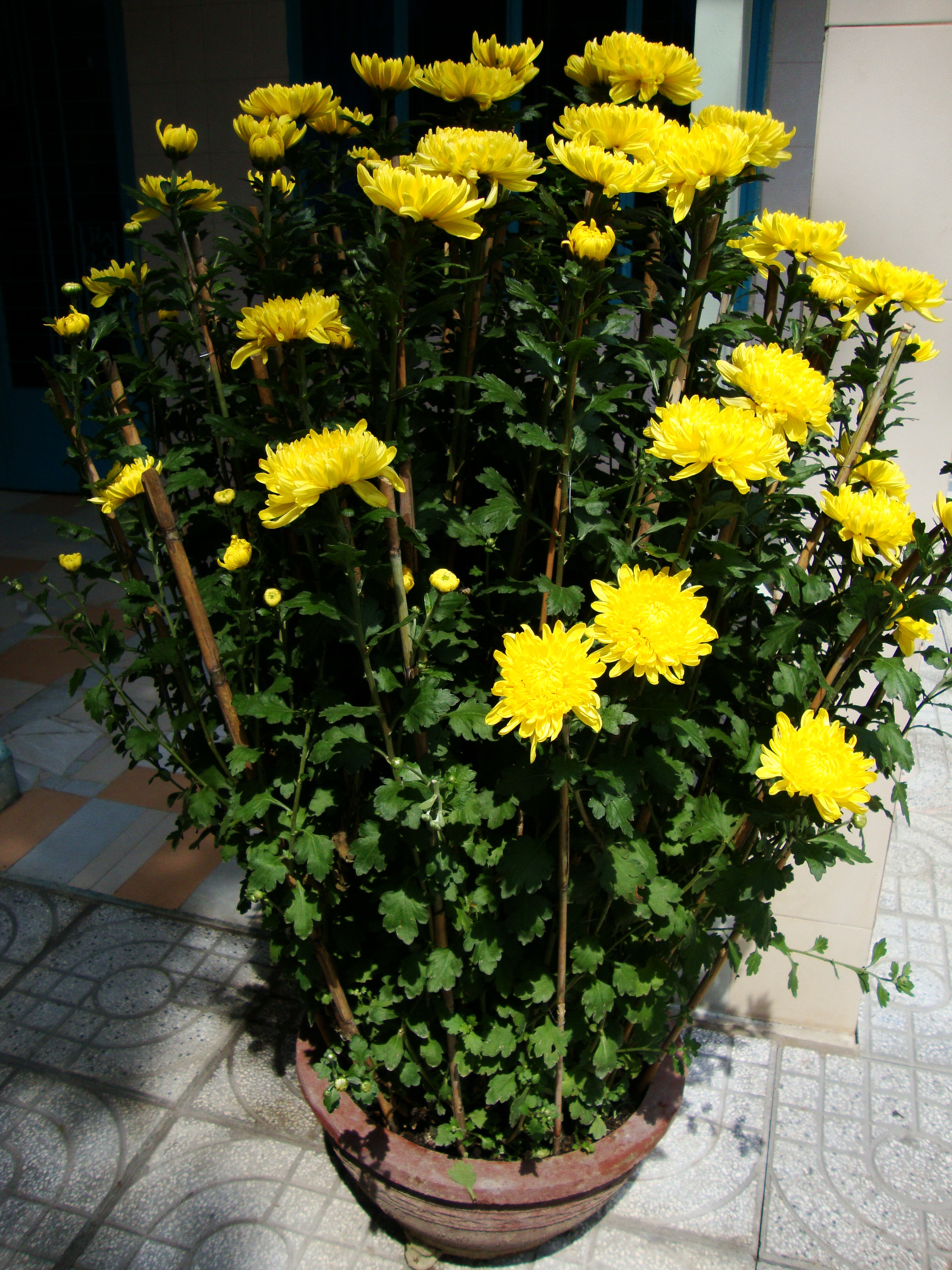 Florist's Daisy photo 8