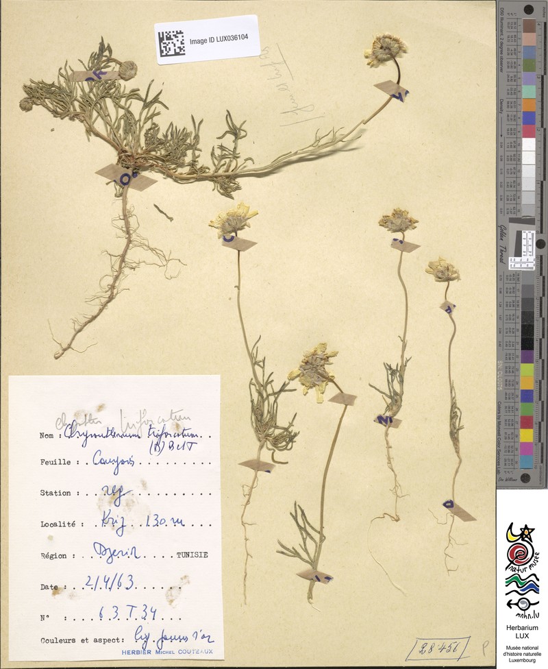 Chrysanthoglossum trifurcatum