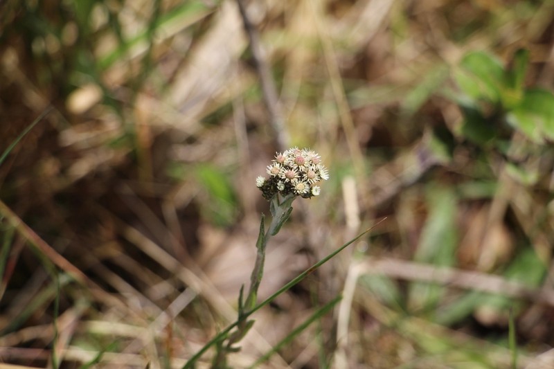 Chryselium gnaphalioides