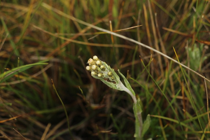 Chryselium gnaphalioides photo 2