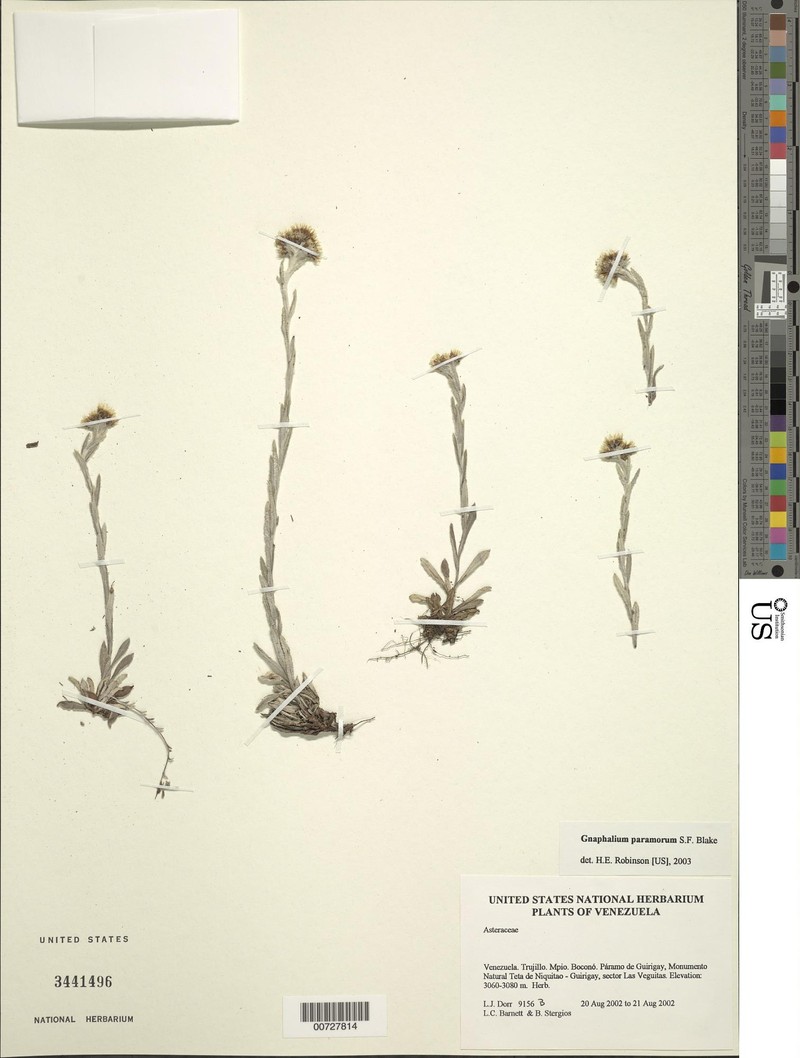 Chryselium gnaphalioides photo 3