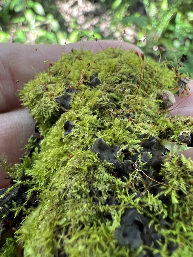 Diminutive Chryso-Hypnum Moss