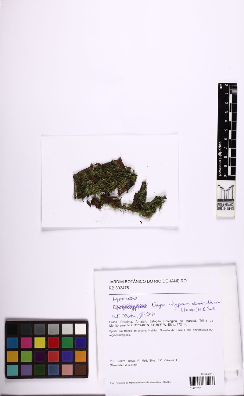 Diminutive Chryso-Hypnum Moss photo 3
