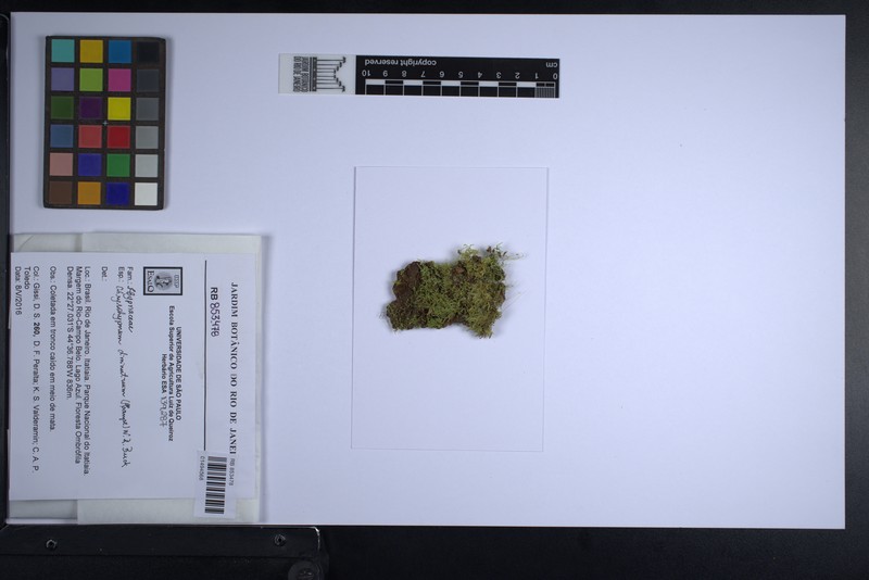 Diminutive Chryso-Hypnum Moss photo 4