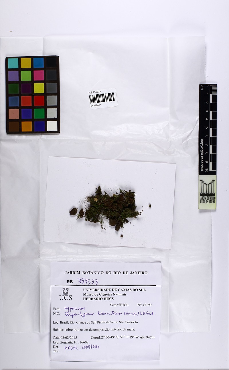 Diminutive Chryso-Hypnum Moss photo 5