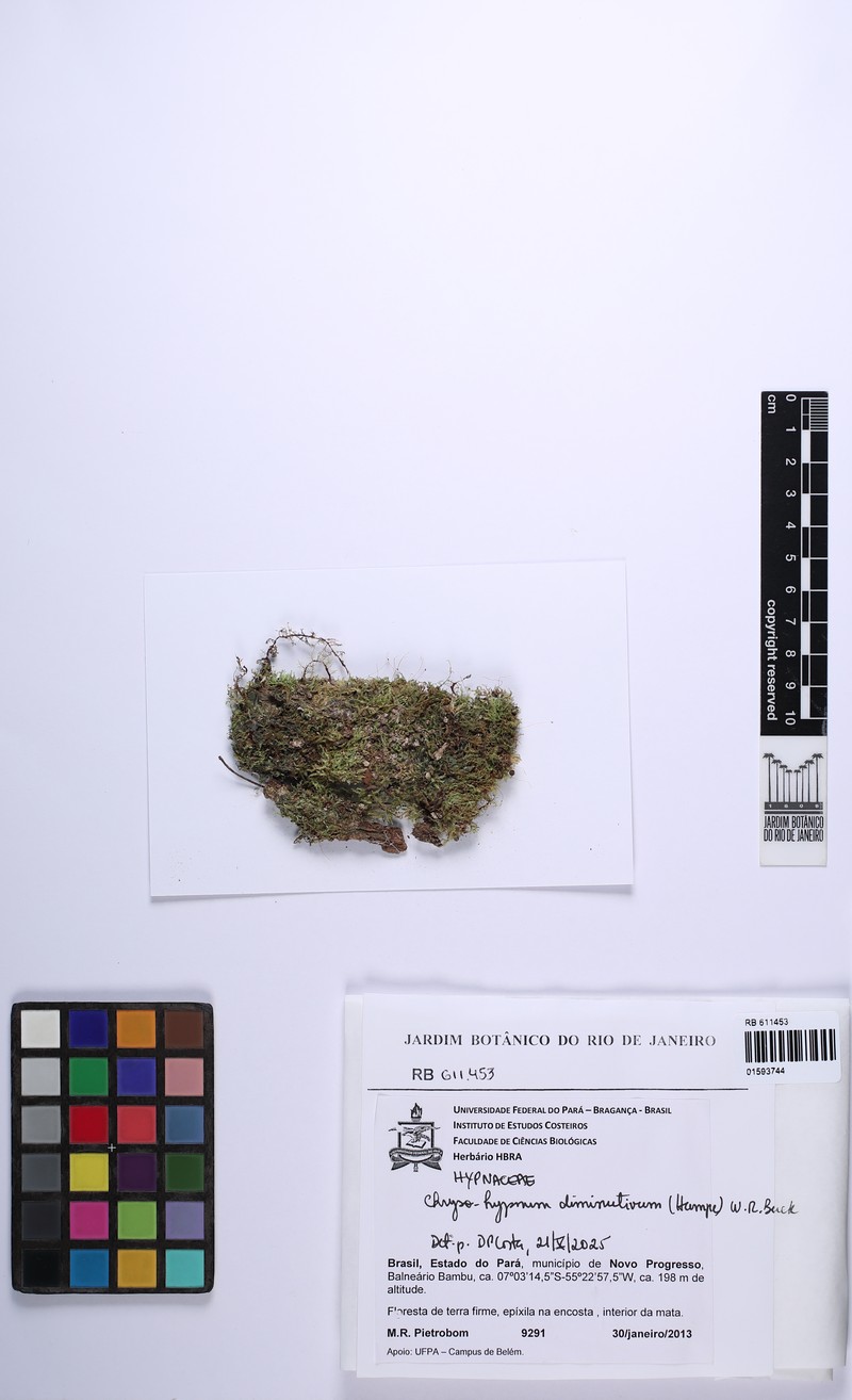 Diminutive Chryso-Hypnum Moss photo 6