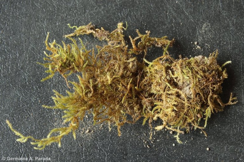 Diminutive Chryso-Hypnum Moss photo 7