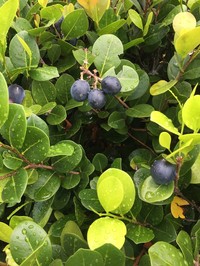 Coco Plum