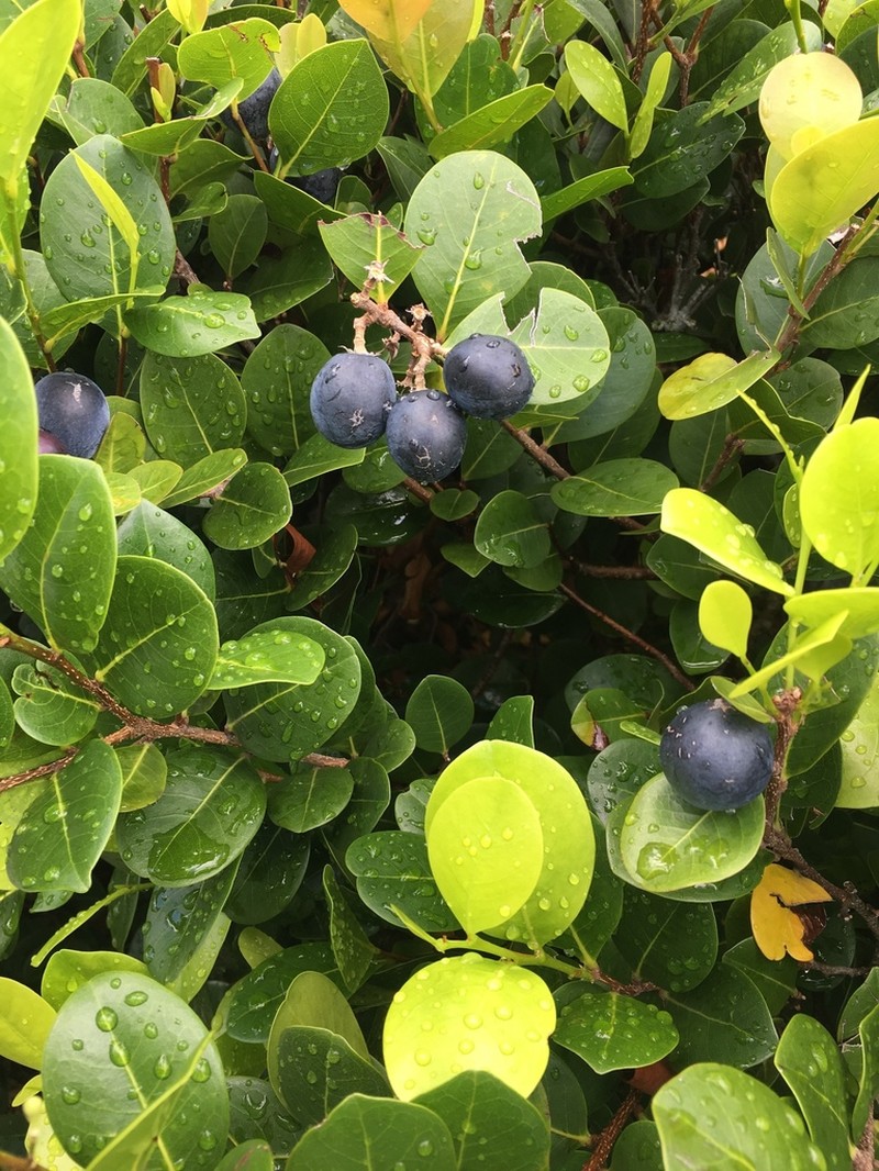 Coco Plum