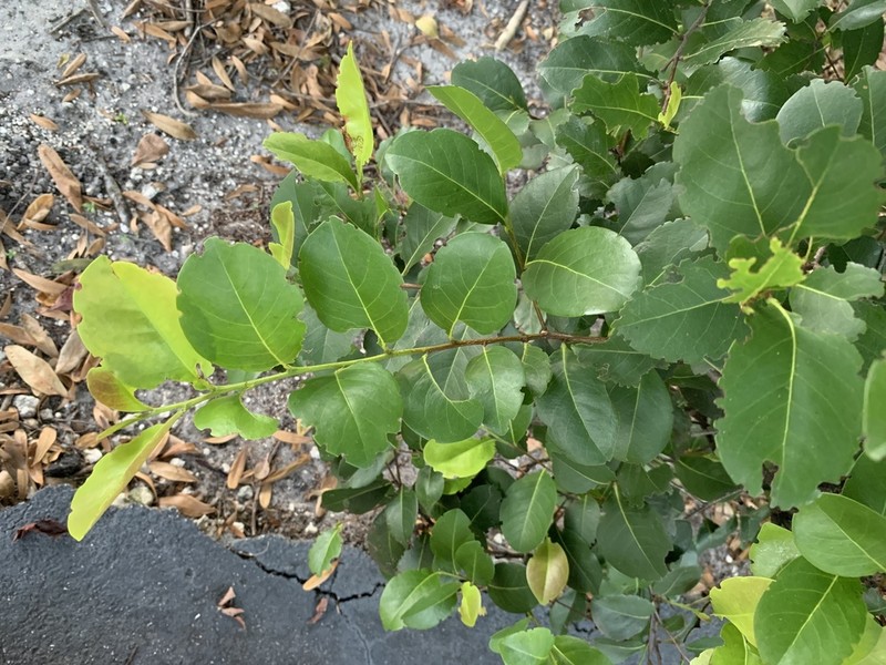Coco Plum photo 2