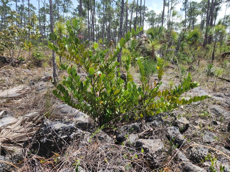 Coco Plum photo 3