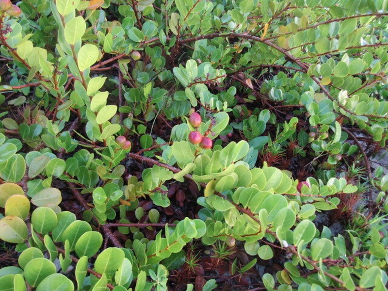 Coco Plum photo 4