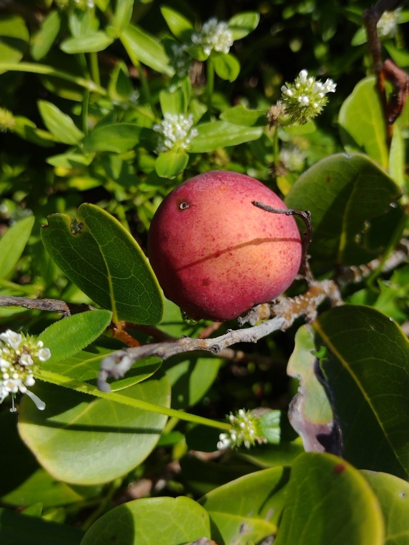 Coco Plum photo 5
