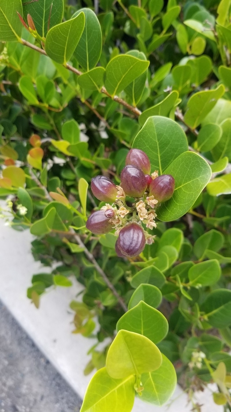Coco Plum photo 6