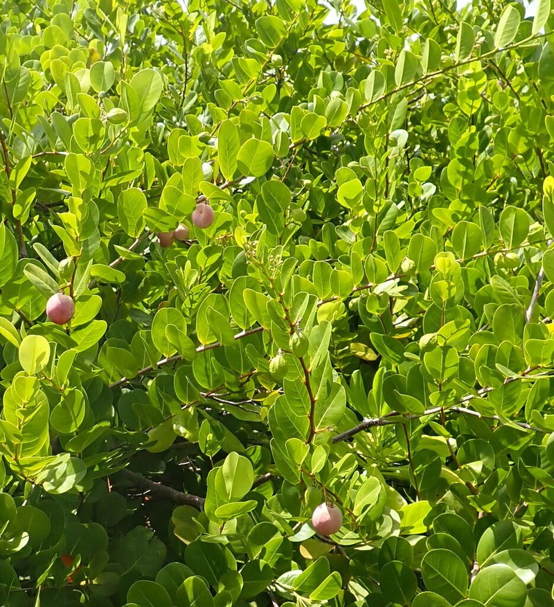 Coco Plum photo 7