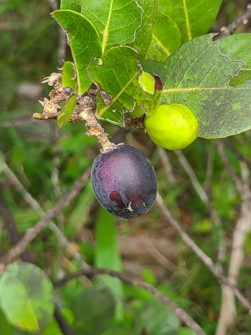 Coco Plum photo 8