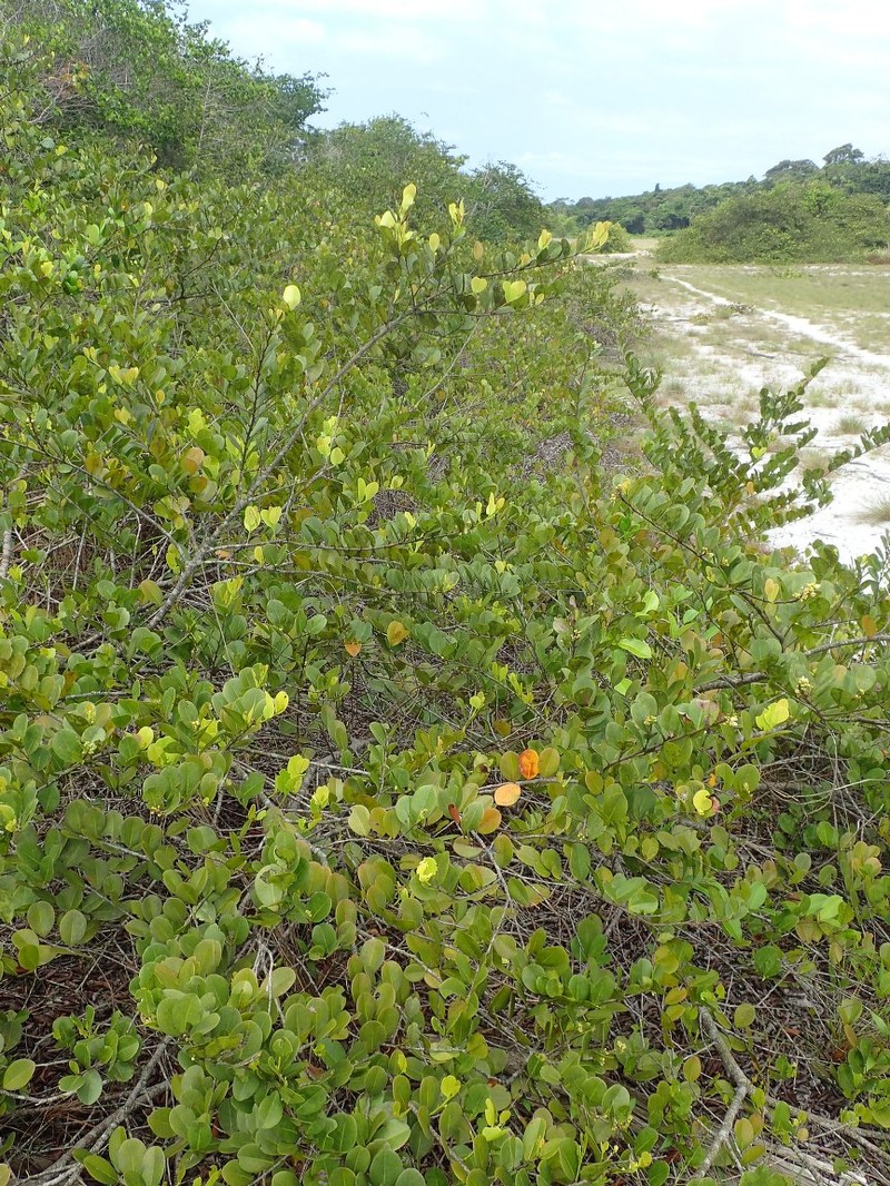 Chrysobalanus icaco subsp. icaco