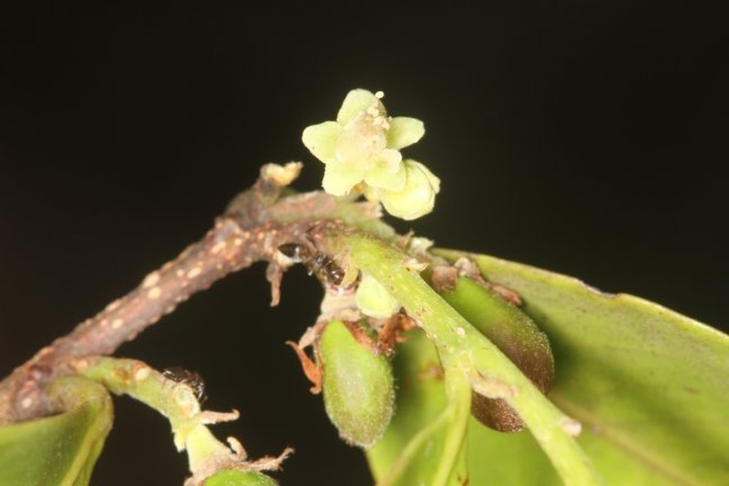 Chrysobalanus icaco subsp. icaco photo 2