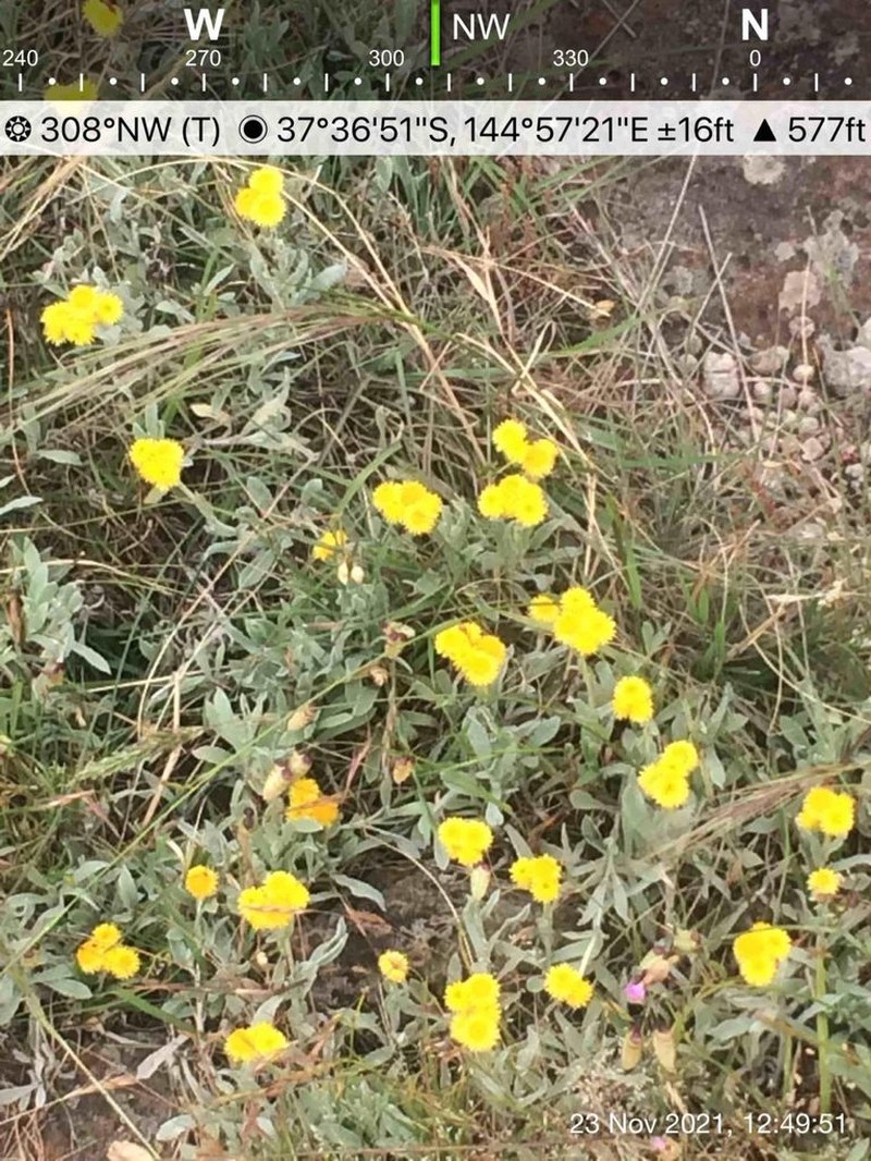 Chrysocephalum apiculatum photo 2