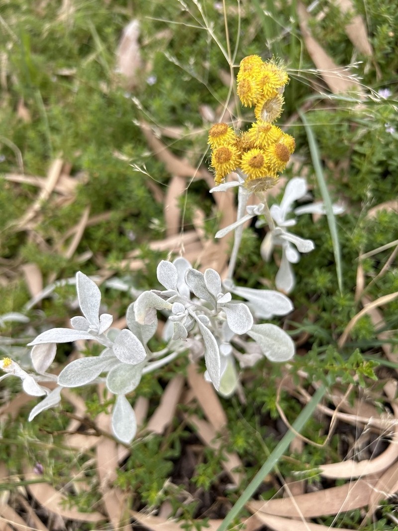 Chrysocephalum apiculatum photo 3