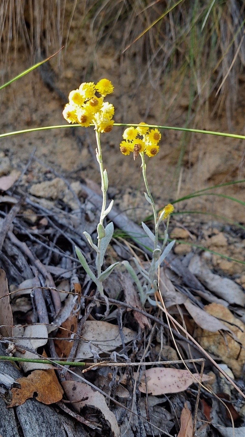 Chrysocephalum apiculatum photo 4