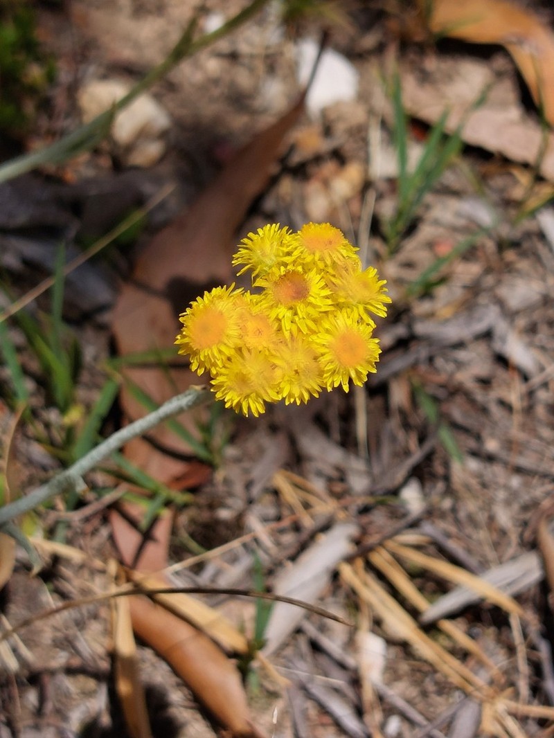 Chrysocephalum apiculatum photo 5