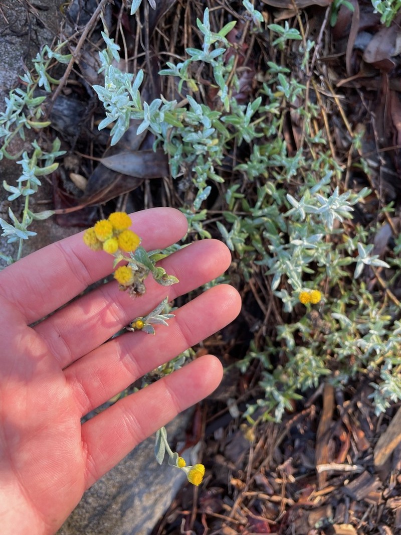 Chrysocephalum apiculatum photo 6