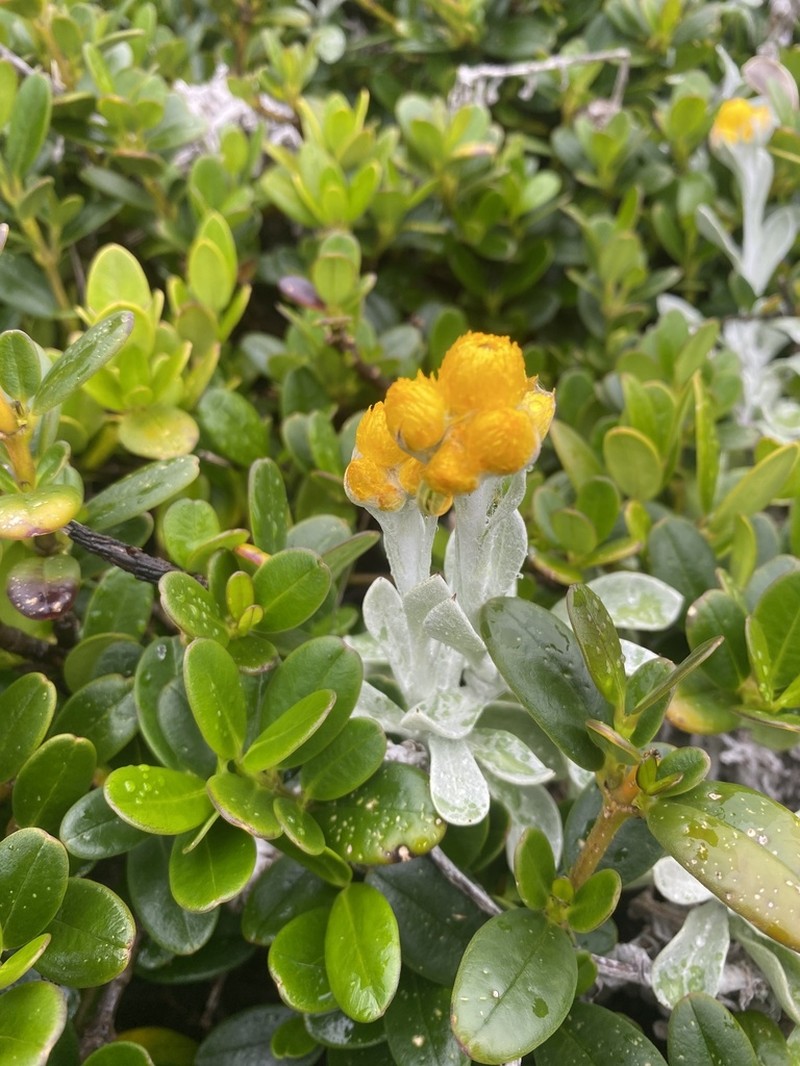 Chrysocephalum apiculatum photo 7