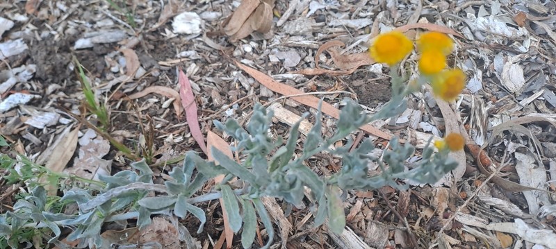 Chrysocephalum apiculatum subsp. apiculatum